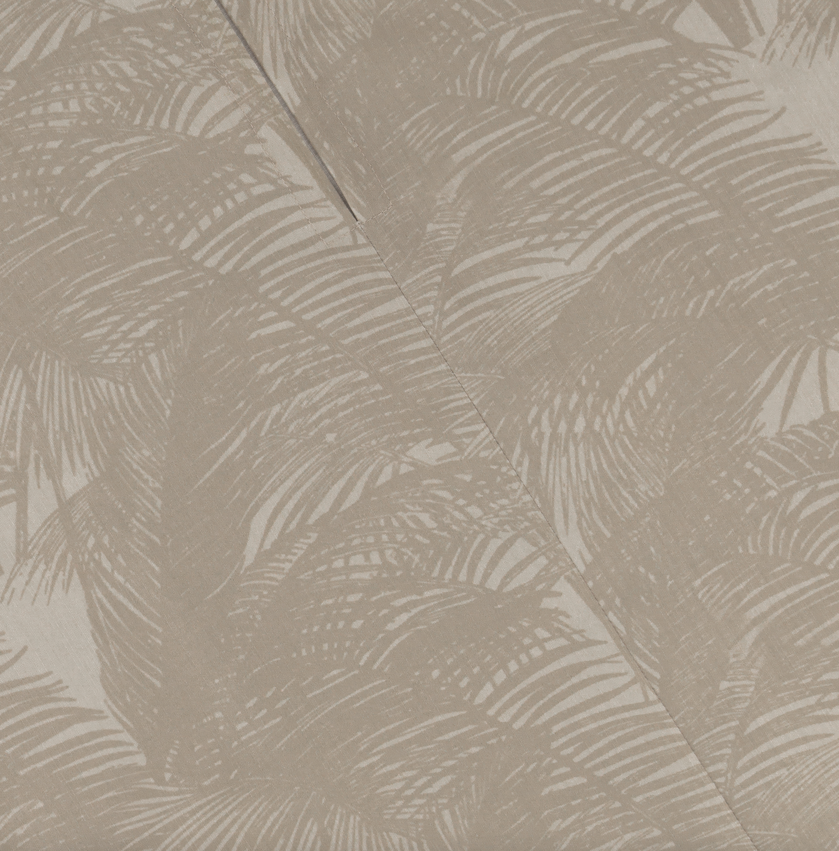 Desert Palm